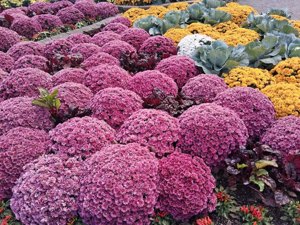 Service de ménage à domicile : votre solution personnalisée